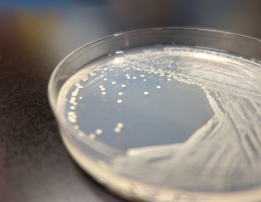 Scientists construct a synthetic yeast genome