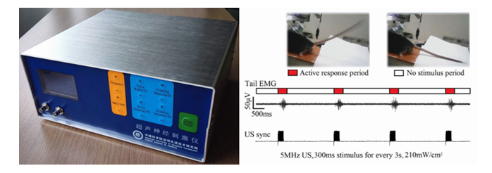 高频超声小鼠大脑无创神经调控研究取得新进展