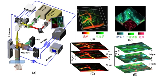 先进院成功研制光声/双光子/二次谐波多模态活体光学显微成像系统
