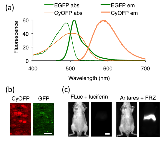 先进院基因编码的荧光探针研究取得重要进展