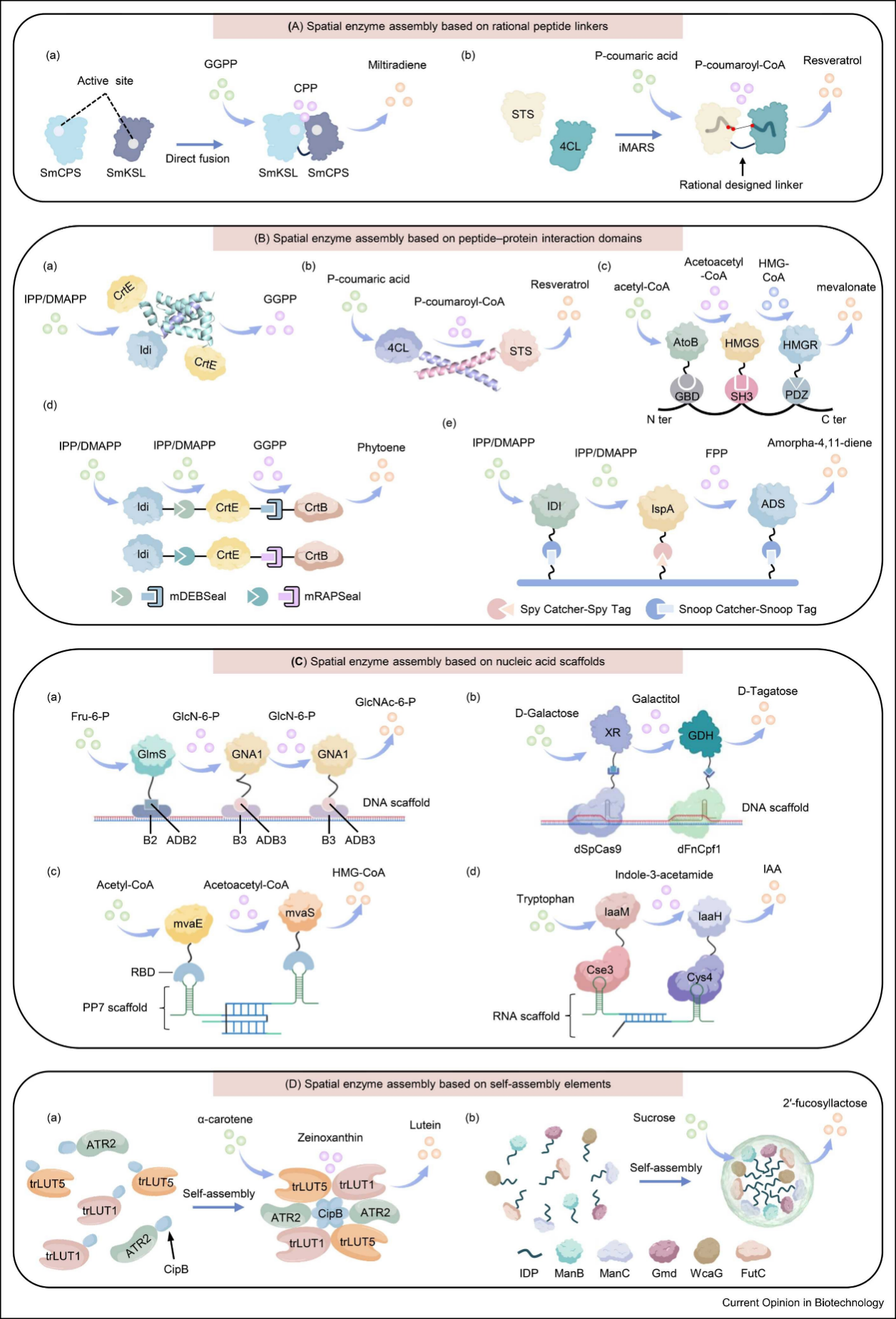 Curr. Opin. Biotechnol. | 空间酶组装策略赋能微生物药物合成