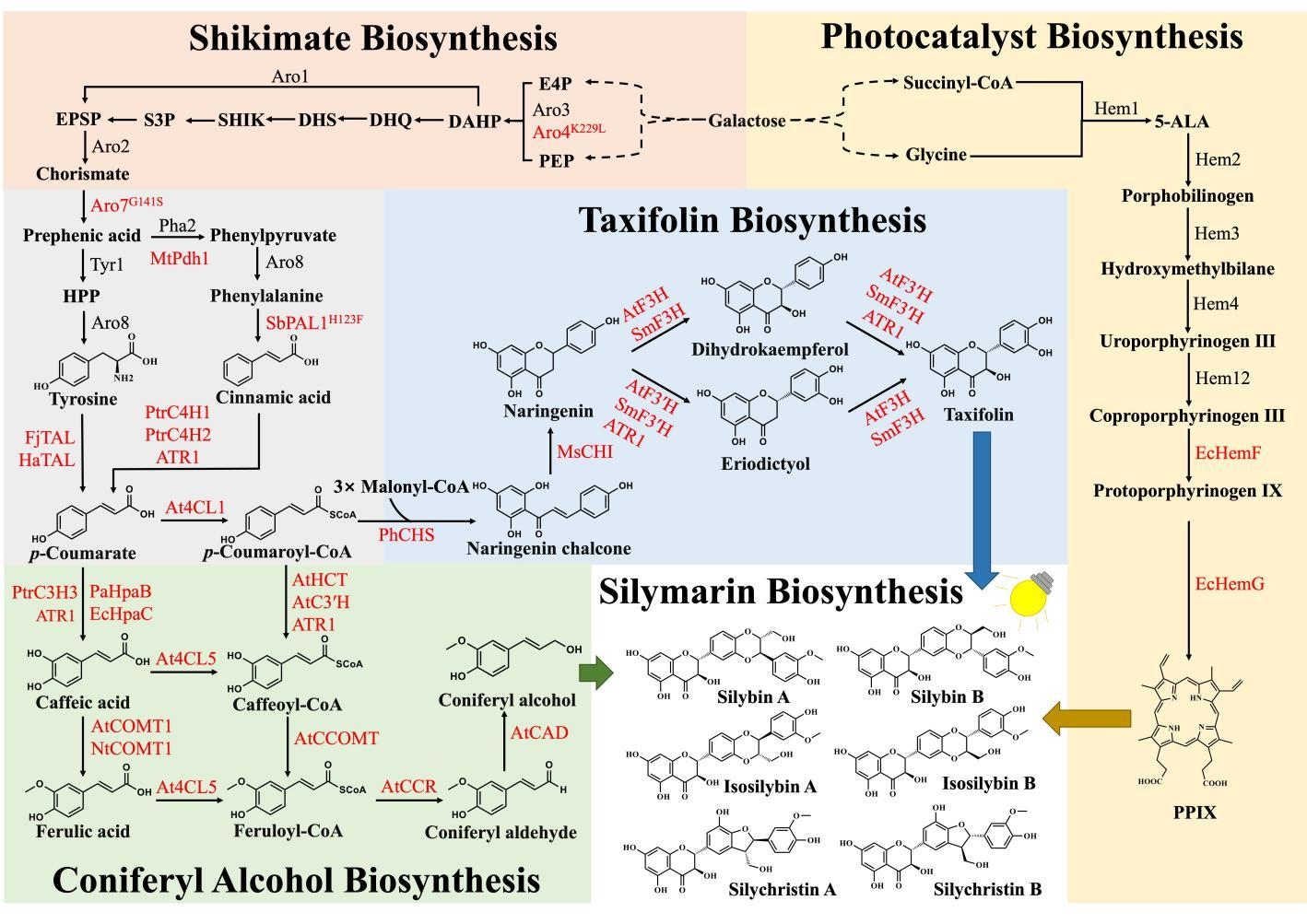 Metabolic Engineering｜定量合成生物学全国重点实验室构建金属编程光-生物杂合体系，驱动黄酮木脂素从头合成